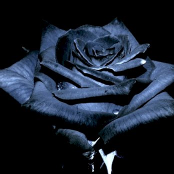 فاتن النعيمي