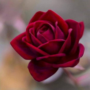 ايمان يعقوب