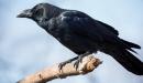 صورة مقال ما هو صوت الغراب