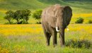صورة مقال ما هو صوت الفيل