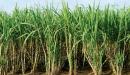 صورة مقال زراعة قصب السكر
