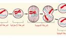 صورة مقال مراحل الانقسام المتساوي
