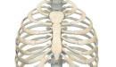 صورة مقال كم عدد ضلوع الإنسان