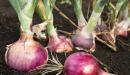 صورة مقال طريقة زراعة البصل