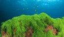 صورة مقال الطحالب الخضراء