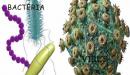 صورة مقال الفرق بين البكتيريا والفيروس