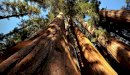 صورة مقال أطول شجرة في العالم