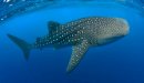 صورة مقال أكبر سمكة قرش