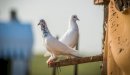 صورة مقال كيفية تربية الحمام