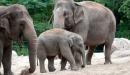 صورة مقال كم يبلغ وزن الفيل
