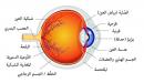 صورة مقال أجزاء العين ووظائفها