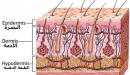 صورة مقال عدد طبقات الجلد
