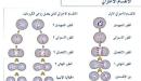 صورة مقال مراحل الانقسام الخلوي