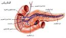 صورة مقال ما هو البنكرياس