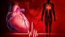 صورة مقال كيف ينبض القلب