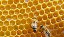 صورة مقال كيف ينتج النحل العسل