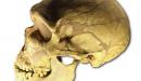 صورة مقال عدد عظام جمجمة الإنسان