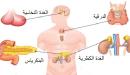 صورة مقال ما هي الغدد الصماء