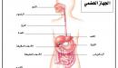 صورة مقال ما وظيفة الجهاز الهضمي