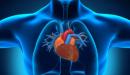 صورة مقال ما وظيفة القلب