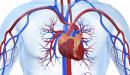 صورة مقال ما هي وظيفة القلب