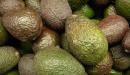 صورة مقال ما هو طعم الافوكادو