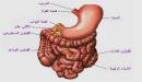 صورة مقال ما هو الهضم