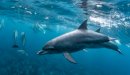 صورة مقال صفات الدولفين