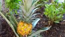 صورة مقال كيف يزرع الاناناس