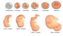 صورة مقال تطور الجنين في الشهر السابع