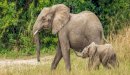 صورة مقال ما اسم أنثى الفيل