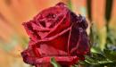 صورة مقال كلمات عن الورد الأحمر