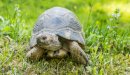 صورة مقال اسم ذكر السلحفاة