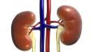 صورة مقال ارتفاع وظائف الكلى