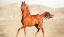 صورة مقال أشهر أنواع الخيول العربية الأصيلة