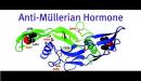 صورة مقال ما هو تحليل AMH