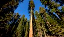 صورة مقال أين توجد أطول شجرة في العالم
