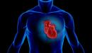 صورة مقال أين يقع قلب الإنسان