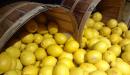 صورة مقال طريقة حفظ الليمون
