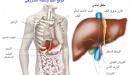 صورة مقال أين يوجد الكبد فى جسم الإنسان
