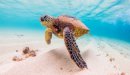 صورة مقال أين تعيش السلحفاة