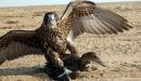 صورة مقال كيفية صيد الصقور