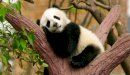 صورة مقال أين يعيش دب الباندا