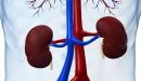 صورة مقال تحليل وظائف الكلى