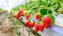 صورة مقال كيفية زراعة الفراولة