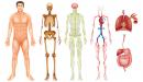 صورة مقال تشريح جسم الانسان