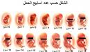 صورة مقال الحمل في الأسبوع الخامس