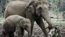صورة مقال ما اسم صغير الفيل