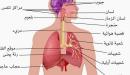 صورة مقال بحث حول الجهاز التنفسي