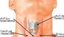 صورة مقال بحث عن الغدد الصماء